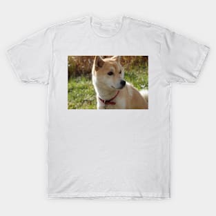 shiba inu cream T-Shirt